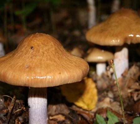 Cortinarius stillatitius